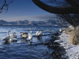 Whooper Swans in Water with Mountain Landscape in Distance Photographic Print
