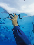 Underwater View of Mans Arm Reaching Towards a Pools Surface Photographie