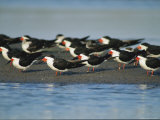 A Group of Black Skimmers Stand on a Sandbar Photographie par Joel Sartore
