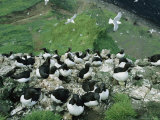 Red-Legged Kittiwakes and Thick-Billed Murres on a Coastal Rookery Photographic Print