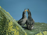 A Pair of Crested Auklets in Their Breeding Plumage Photographie par Joel Sartore