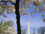 Cherry Trees Blooming in Spring Near the Washington Monument Photographic Print