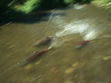A School of Salmon Migrating to Spawning Grounds Photographic Print