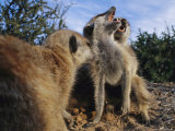 A Pair of Meerkats Mate in the Open as Another Passes By Photographie