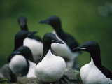 A Group of Thick-Billed Murres on a St. George Island Rookery Photographie