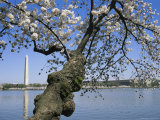 Cherry Trees Blooming in Spring Near the Washington Monument Photographic Print by Medford Taylor