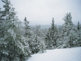 Snow-Covered Evergreens in a Winter Landscape Photographic Print