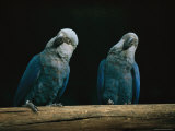 A Pair of Spixs Macaws Perches on a Branch at Sao Paulo Zoo Photographic Print