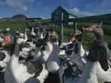 Domestic Geese Graze on the Lawn by a Local Farmers House Fotografisk tryk Domestic Geese Graze on the Lawn by a Local Farmers House Fotografisk tryk
