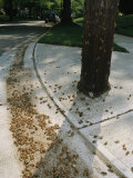 Brood X, 17-Year Cicada Nymphal Exoskeletons Litter a Street Curb Photographic Print
