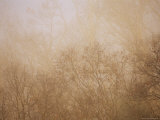 Sycamore and oak trees in early morning fog on Otter Lake. Lámina fotográfica Sycamore and oak trees in early morning fog on Otter Lake. Lámina fotográfica