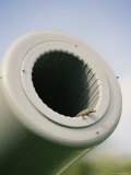 A Small Lizard Peering out of the Barrel of a Cannon Photographic Print by Wolcott Henry