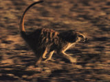 A Meerkat Runs with its Tail Held High and Eyes Sharp Photographic Print by Mattias Klum