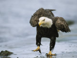An American Bald Eagle Walks Intently Toward its Prey Fotografisk tryk af Klaus Nigge An American Bald Eagle Walks Intently Toward its Prey Fotografisk tryk af Klaus Nigge