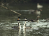 A Pair of Great Crested Grebes, Podiceps Cristatus Photographie