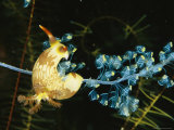 A Nudibranch, or Sea Slug, Feeds on a Colonial Tunicate, Nembrotha Lineolata Photographic Print