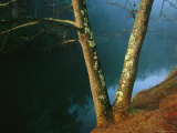 Lichen-Covered Dogwood Trees on the Banks of Otter Lake Photographic Print