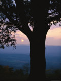 Sunset and Silhouetted Oak over the Shenandoah Valley, Dickeys Ridge Visitors Center Photographic Print