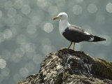 A Lesser Black Backed Gull Perches on a Rock Photographic Print