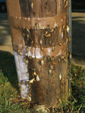 Brood X, 17-Year Cicadas Emerging from Nymphal Exoskeletons Photographic Print
