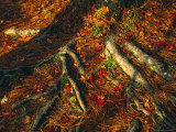 Oak Tree Roots and Pine Needles Covering a Woodland Trail Photographic Print