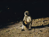 A langur monkey in Orissa, India Stampa fotografica di James P. Blair A langur monkey in Orissa, India Stampa fotografica di James P. Blair