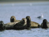 A Group of Harbor Seals in the Shallow Waters off Adak Island Photographic Print