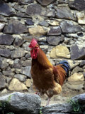 Rooster with Stone Wall Behind, Yang River Canyon, Shaoguan Area Photographic Print by Raymond Gehman