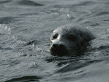 A Harbor Seal Swimming off Adak Island, Alaska Photographic Print