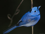 A Black-Naped Blue Monarch Flycatcher Perched on a Twig Photographic Print