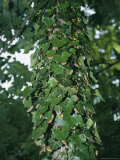 Nymphal Exoskeletons of Brood X Cicadas on an Ivy-Covered Tree Trunk Photographic Print