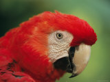Portrait of Captive Scarlet Macaw Photographic Print