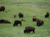 Adult Buffalo and Calves Graze in Custer State Park Photographic Print