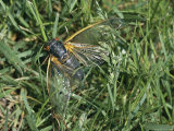 Close view of an adult Brood X, 17-year cicada in grass Lámina fotográfica Close view of an adult Brood X, 17-year cicada in grass Lámina fotográfica