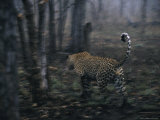 While stalking a duiker, a leopard is revealed by noisy monkeys. Stampa fotografica di Kim Wolhuter While stalking a duiker, a leopard is revealed by noisy monkeys. Stampa fotografica di Kim Wolhuter