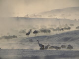 Japanese or Red-Crowned Cranes Standing in Morning Mist Photographic Print
