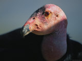 A Close View of the Head of an Endangered California Condor Photographic Print by Joel Sartore