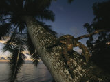 Coconut Crab, Overharvested Elsewhere, Thrive in This Unspoiled Area Photographic Print