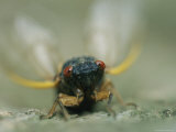 Close View of a Brood X, 17-Year Cicada Photographic Print by Darlyne A. Murawski