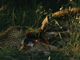 Following a Game of Tug-Of-War over a Impala,Tjololo and a Spotted Hyena Feast on the Carcass Photographic Print