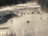 Japanese or Red-Crowned Cranes Standing in Water with Morning Mist Photographic Print
