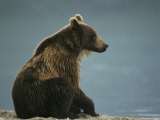 A Brown Bear Sitting on a Shore Photographic Print by Klaus Nigge