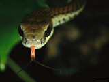 An Arboreal Snake Sensing with its Tongue Photographic Print