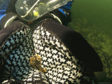 A juvenile lobster rests in a scuba divers cupped hands. Lámina fotográfica