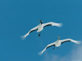 A Pair of Japanese or Red Crowned Cranes in Flight Photographic Print