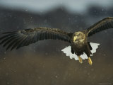 A White-Tailed Sea Eagle in Flight Photographic Print
