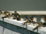 A Group of Swallows Sitting on a Railing Photographic Print by Michael S. Lewis