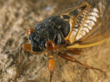 Close View of an Adult Brood X, 17-Year Cicada Photographic Print by Darlyne A. Murawski