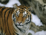 A Siberian Tiger Wanders in Her Outdoor Enclosure Photographic Print