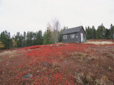 A Blueberry Field with a Tiny House Along Maines Route One Photographie